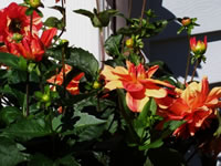 Image of dahlias grown by Lynn Sanford