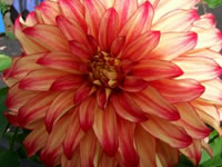 Dahlia grown by Lynn Sanford