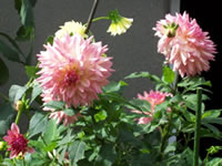 Dahlia grown by Linda T. Sanford