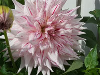 Dahlia grown by Lynn Sanford