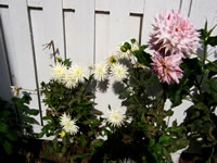 Another image of a beautiful dahlia grown by Lynn Sanford