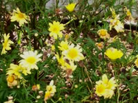 Another image of a beautiful dahlia grown by Lynn Sanford