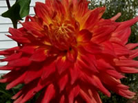 Dahlia grown by Linda T. Sanford