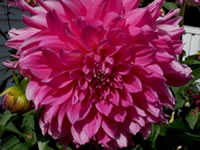 Dahlia grown by Linda T. Sanford