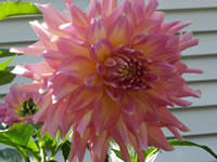 Another image of a beautiful dahlia grown by Lynn Sanford