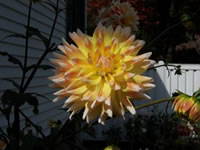 Dahlia grown by Linda T. Sanford