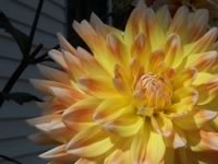 Dahlia grown by Lynn Sanford