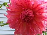 Dahlia grown by Lynn Sanford