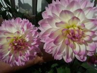 Another image of a beautiful dahlia grown by Lynn Sanford