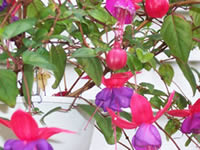 Fuschia grown by Linda T. Sanford