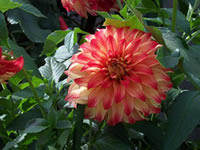 Image of dahlias grown by Lynn Sanford