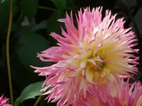 Image of dahlias grown by Lynn Sanford