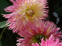 Dahlia grown by Linda T. Sanford