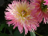 Dahlia grown by Lynn Sanford